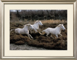 Equus, Camargue, France Posters by Hans Silvester
