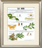Silk Teaching Chart Prints by DEYROLLE 