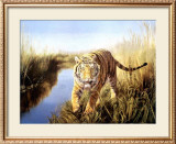Tiger in the Indian Sunderbans Prints by Leonard Pearman