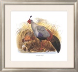 Siamese Crested Fireback Poster by Wolf & Smit 