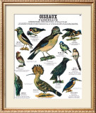 Song Bird Teaching Chart Prints by DEYROLLE 