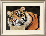 Lazy Tiger Prints by Toni Wallbank