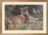 Last Sanctuary- Florida Panther (detail) Print by Seerey & Lester 