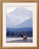 Moose Framed Giclee Print by Ken Archer
