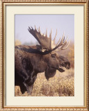 Moose Closeup Framed Giclee Print by Ken Archer
