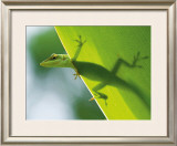 Here's Looking at You Kid Framed Giclee Print by Devon Stevens