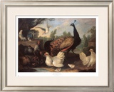 Barnyard with Chickens Art by Melchior d'Hondecoeter