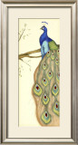 Rebecca's Peacock II Prints by Jennifer Goldberger