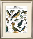Song Bird Teaching Chart Poster by DEYROLLE 