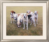 Seven V.W.H. Foxhounds Limited Edition Framed Print by Gary Stinton