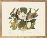 Black-Billed Cuckoo Poster by John James Audubon