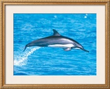 Spinner Dolphins Framed Giclee Print by Michael S. Nolan