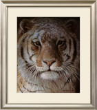 Tiger Portrait Prints by Robert Bateman