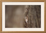 Gray Wolf Prints by Jim Brandenburg