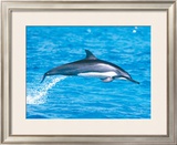 Spinner Dolphins Framed Giclee Print by Michael S. Nolan