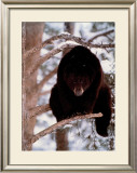 Out on Limb Prints by Judd Cooney