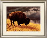 Buffalo Posters by Greg Beecham