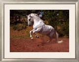 Horse Framed Giclee Print by Sara Stafford