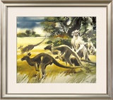 Kangaroo Limited Edition Framed Print by Wolfgang Weber