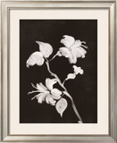 Midnight Hibiscus Prints by Nolan Winkler