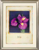 Iris Posters by Richard Penn