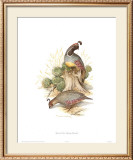 Gamble's Quail Poster by Charles Murphy