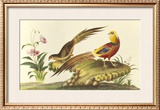 Pheasants Limited Edition Framed Print by Anonymous 