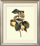 Quinces Prints by Pancrace Bessa
