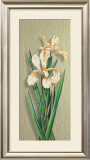Iris Art by M. Allegri