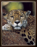 Jaguar Portrait Prints by Gerry Ellis