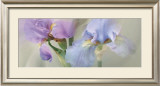 Iris XXII Poster by Huntington Witherill