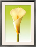 Green Callas Trilogy II Posters by Inka Vogel