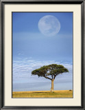 Full Moon, Masai Mara, Kenya Print by Adam Jones
