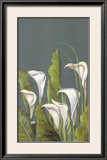 Calas Blancas I Prints by Ximena 