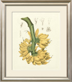 Island Fruits II Posters by Berthe Hoola Van Nooten