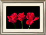 Red Roses Posters by Mina Selis