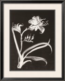 Midnight Lilies Art by Nolan Winkler