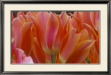Tulips Prints by Robin Constable Hanson