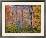 Trees in a Field Prints by Joseph Holmes
