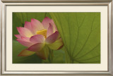 Lotus Prints by Robin Constable Hanson