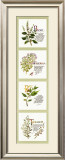 Kitchen Herbs I Prints by G. Phillips
