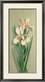 Iris Prints by M. Allegri