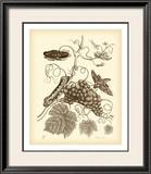 Nature Study in Sepia III Art by Maria S. Merian