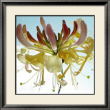 Ballet Print by Ingrid Ulmer