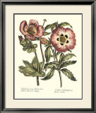 Framboise Floral IV Prints by Syndenham Edwards