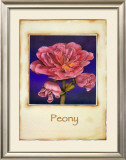 Peony Posters by Richard Penn