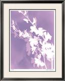 Flower Shadow V Limited Edition Framed Print by Lois Bender