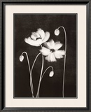 Midnight Poppies Prints by Nolan Winkler