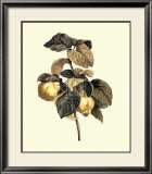 Quinces Art by Pancrace Bessa