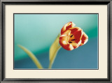 Tulip Prints by Ella Doran